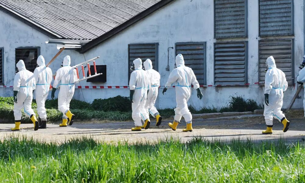 Bird flu warnings are being ignored. I’ve seen this pattern before