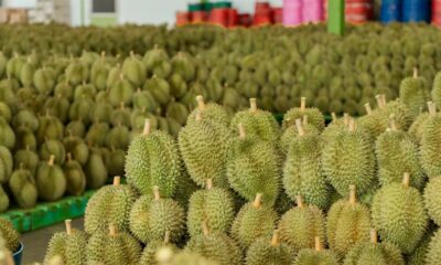 China’s durian craze has turned this tropical fruit into a tool of diplomacy