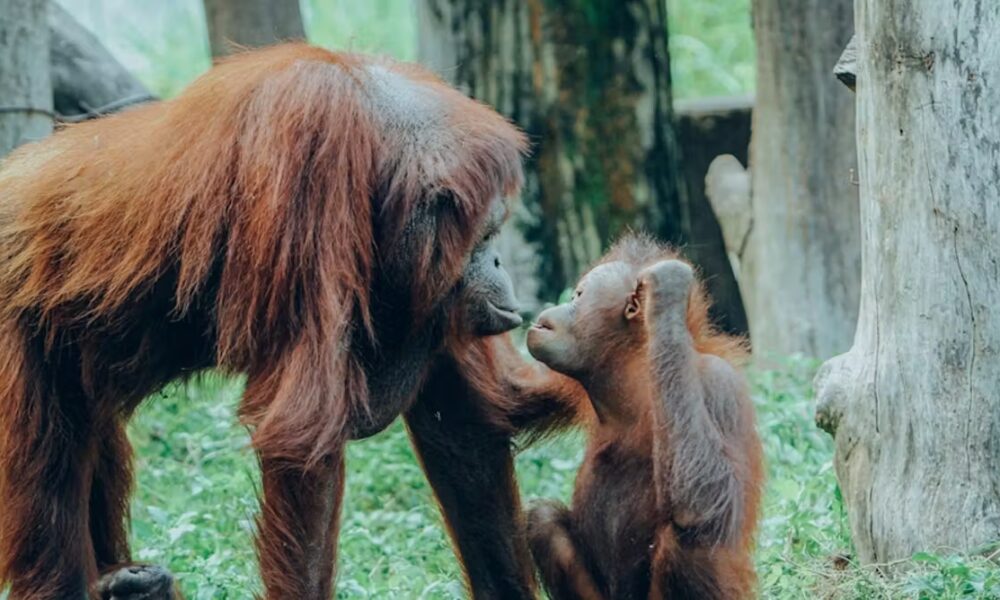 Great apes are humans’ closest relatives, but many are endangered by illegal trading. Here’s what needs to be done