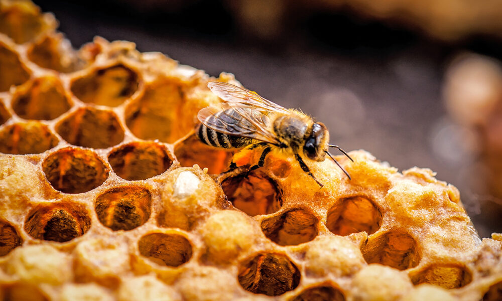 Sharjah Safeguards Local Bee Populations