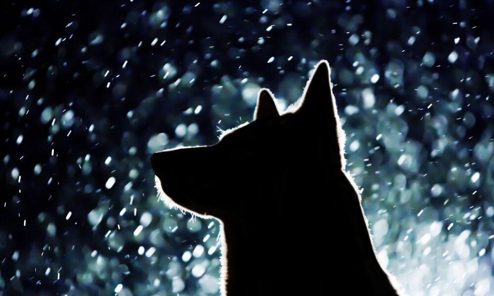 17 Ideal 'Safer' Dividend Buys From 30 Of 73 November Graham Value All-Stars (GVAS)