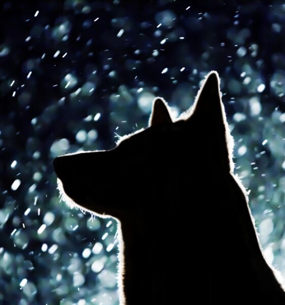 17 Ideal 'Safer' Dividend Buys From 30 Of 73 November Graham Value All-Stars (GVAS)