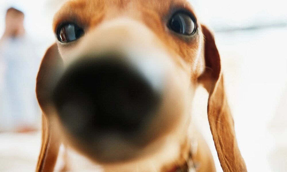 QDTE: The 0DTE Strategy Is Working As Intended