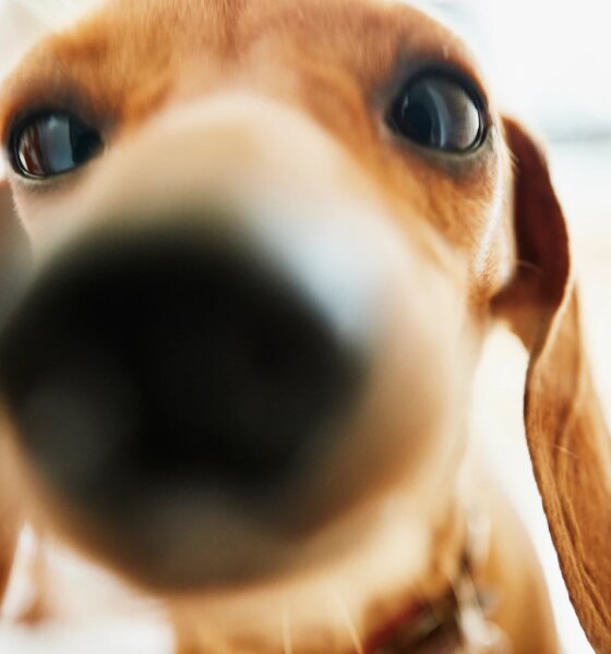 QDTE: The 0DTE Strategy Is Working As Intended