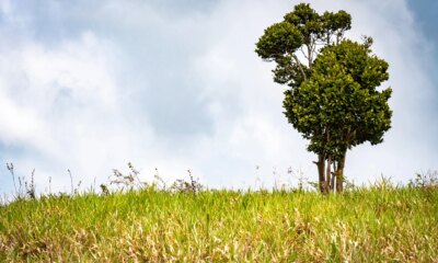 Unique/ unusual growth formation on a lone tree on top a hill in rural countryside landscape setting.