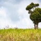 Unique/ unusual growth formation on a lone tree on top a hill in rural countryside landscape setting.