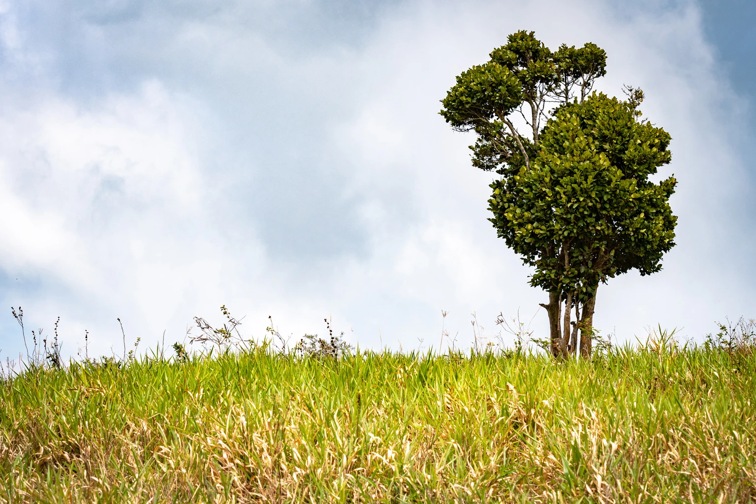 Unique/ unusual growth formation on a lone tree on top a hill in rural countryside landscape setting.