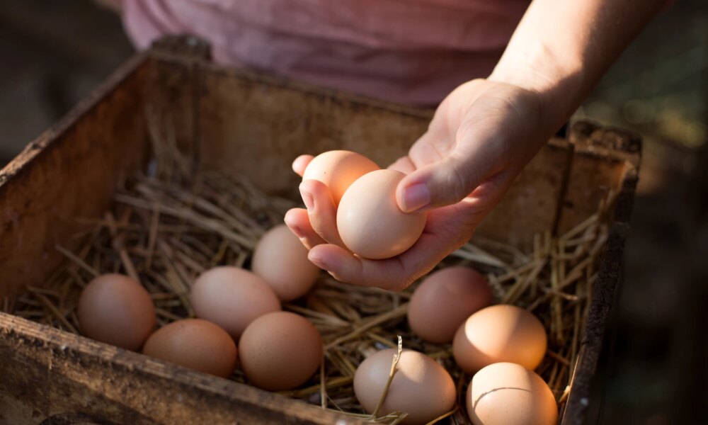 Cal-Maine Foods: Cheap Enough To Begin Accumulation