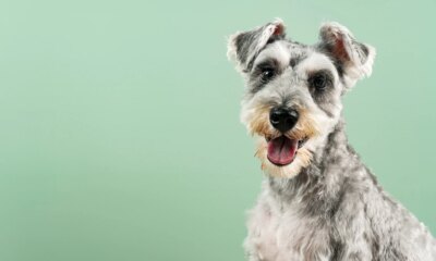 Miniature Schnauzer with upper body on green background. After cutting the hair. Pet, dog.
