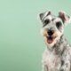 Miniature Schnauzer with upper body on green background. After cutting the hair. Pet, dog.