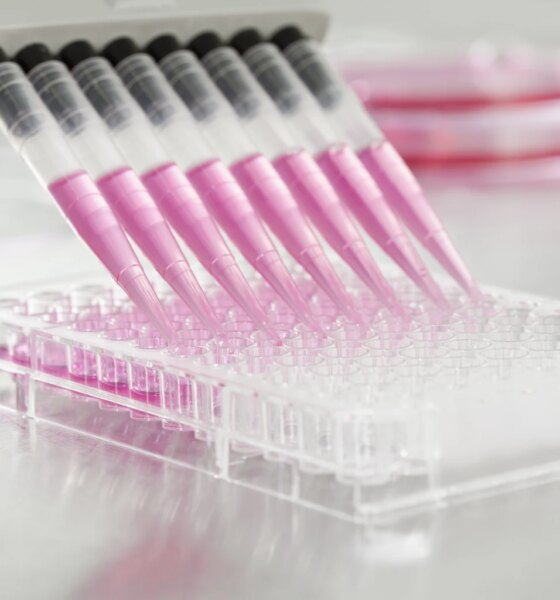 Immuneering: Clinical Catalyst In January, Cash Raised For Phase 3