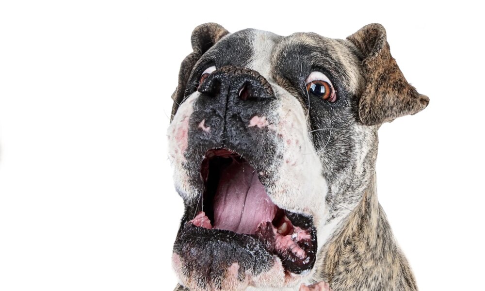 QQQI: 0.02% SEC Yield Vs The 14% Distribution Yield