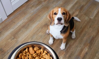 General Mills: Pet Food Will Drive Growth, Reiterating My Buy Rating
