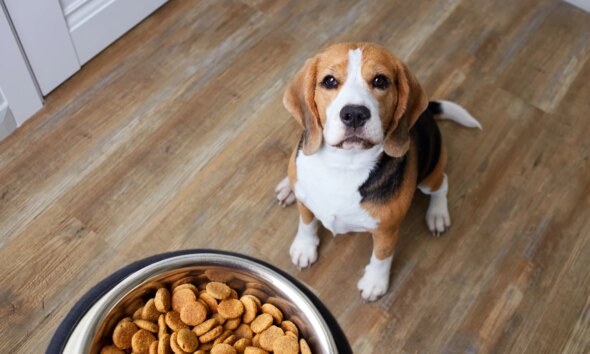 General Mills: Pet Food Will Drive Growth, Reiterating My Buy Rating