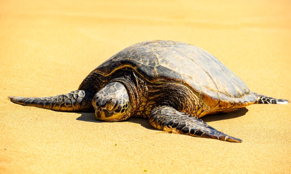 Is TSMC Slowing Down? Not For Long (NYSE:TSM)