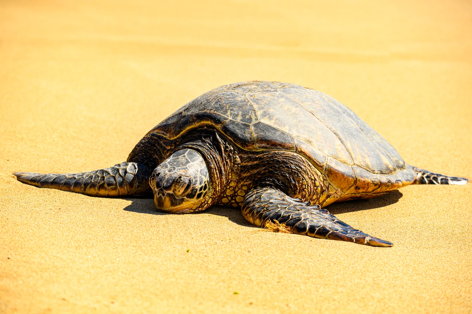 Is TSMC Slowing Down? Not For Long (NYSE:TSM)