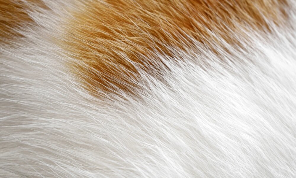 Chewy: Solid Execution, But The Stock Looks Reasonably Valued (NYSE:CHWY)