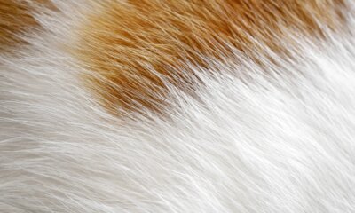 Chewy: Solid Execution, But The Stock Looks Reasonably Valued (NYSE:CHWY)