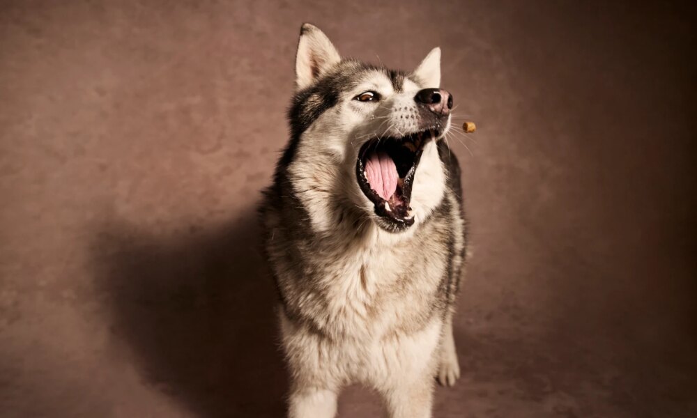 Central Garden & Pet: Margin Strength Intact Despite Soft Demand