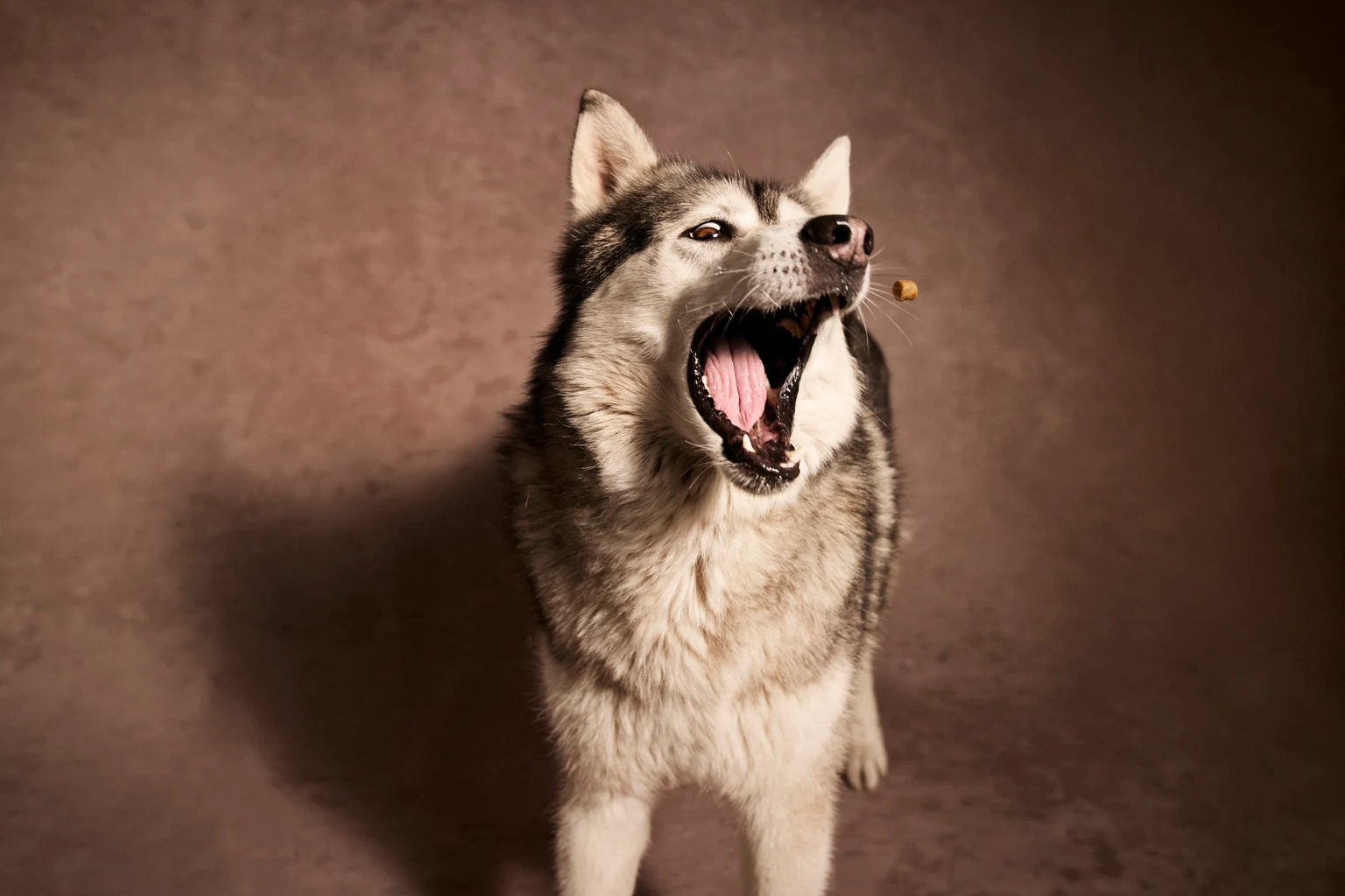 Central Garden & Pet: Margin Strength Intact Despite Soft Demand