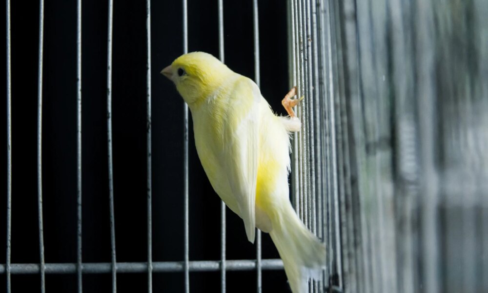 Japan Is The Canary In The Global Debt Coal Mine (SPX)