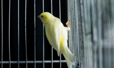 Japan Is The Canary In The Global Debt Coal Mine (SPX)