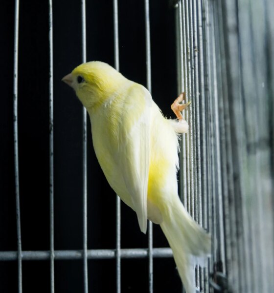 Japan Is The Canary In The Global Debt Coal Mine (SPX)