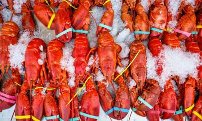 Costco-bound $400,000 lobster delivery hijacked before reaching destinations