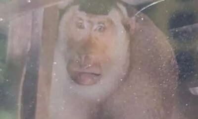 Pensioner bitten to death by wild monkey after trying to fight off crazed macaque when it broke into his home