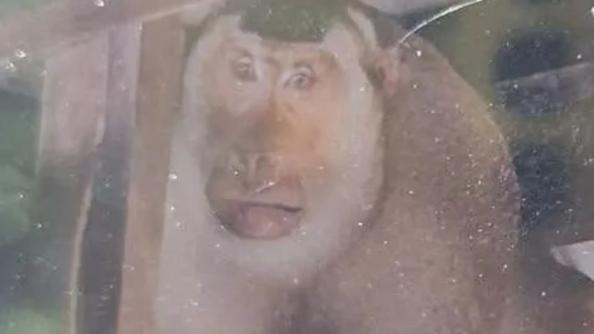 Pensioner bitten to death by wild monkey after trying to fight off crazed macaque when it broke into his home