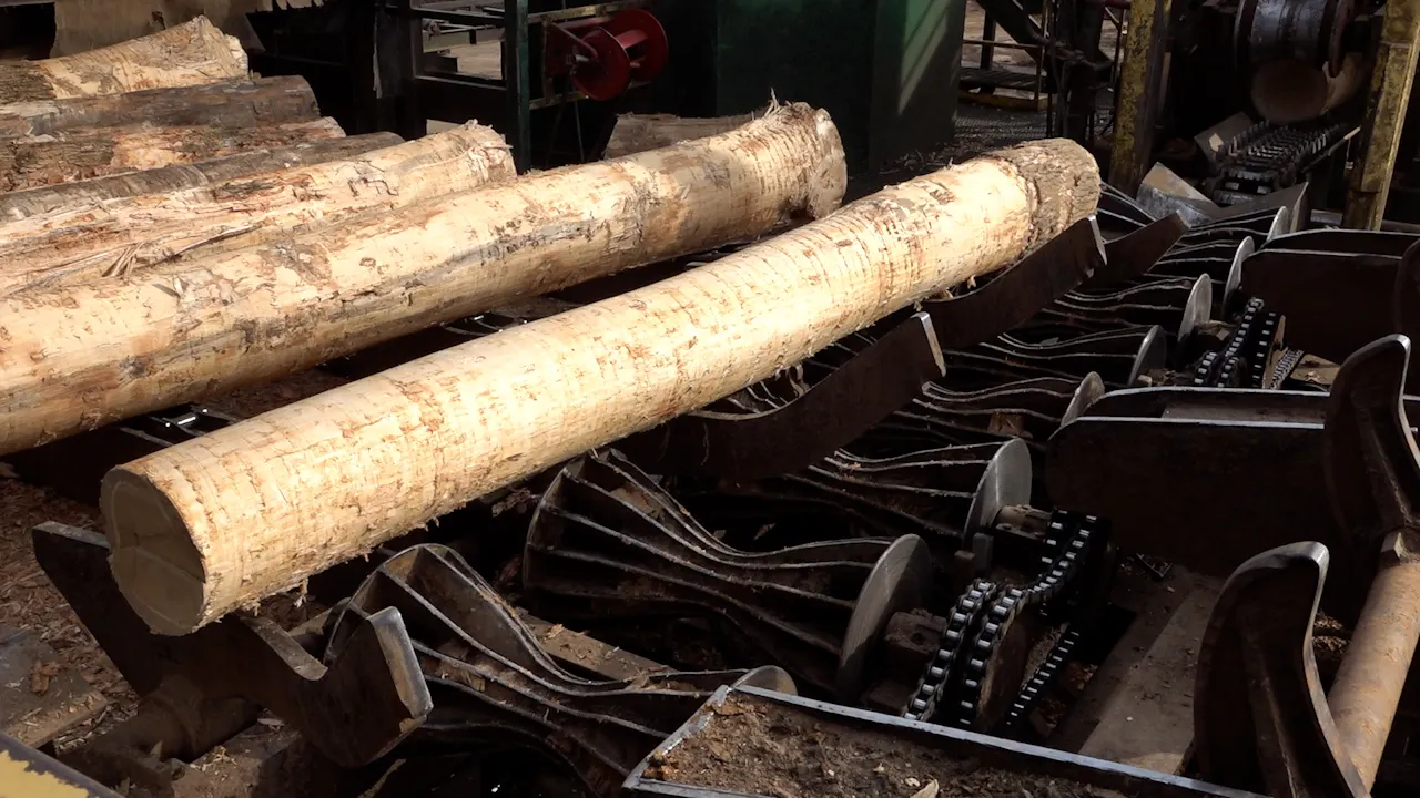 US sawmills warn closures rising amid tariffs, weakened demand