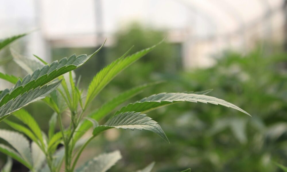 Northam cannabis grow house green lit