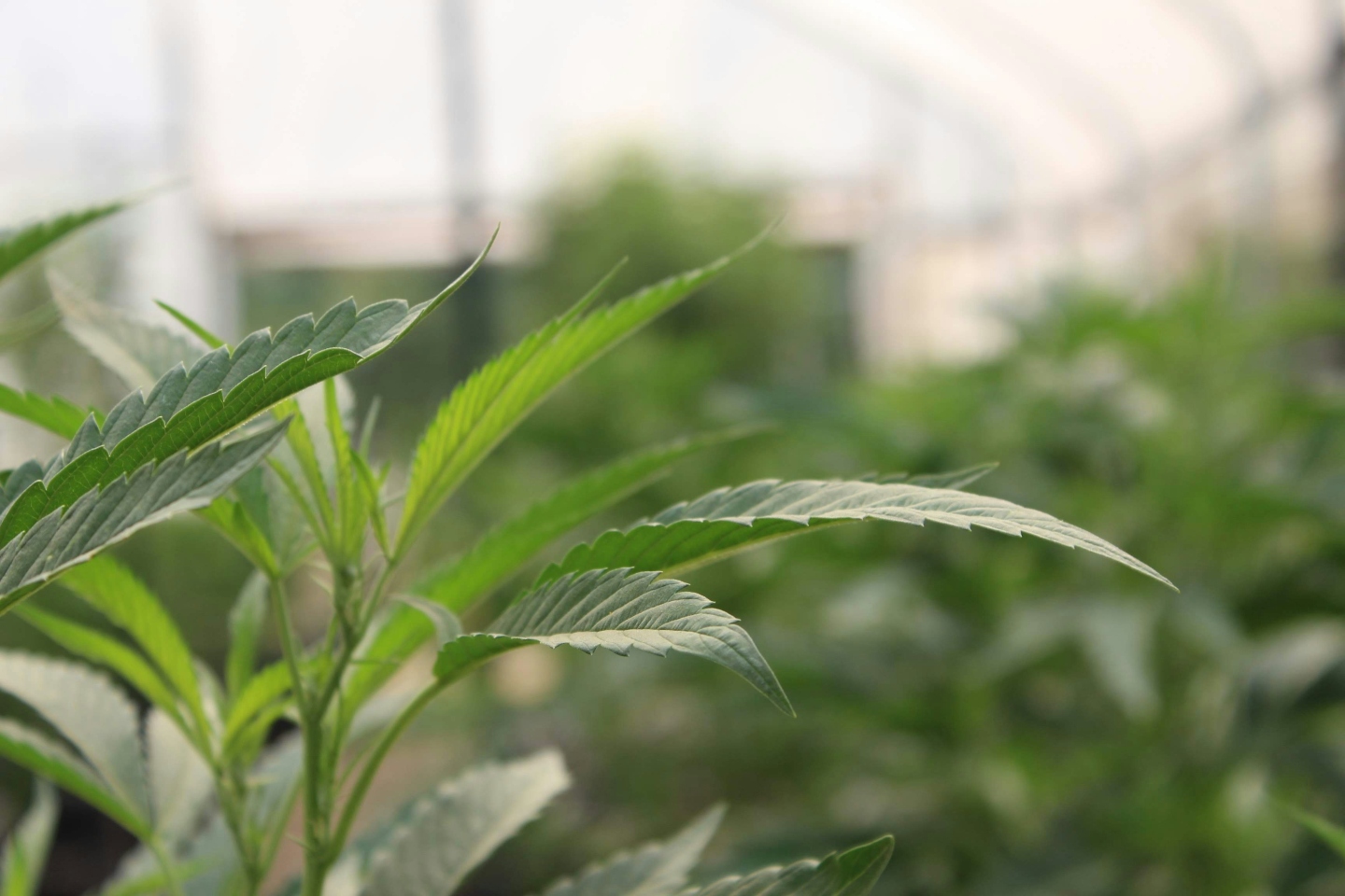 Northam cannabis grow house green lit