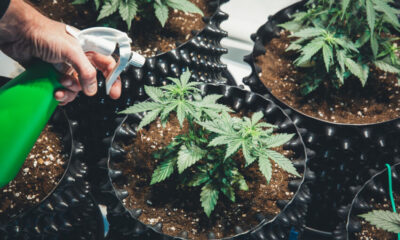 When growing weed, there are so many factors to consider. There’s temperature, moisture, humidity, and light. After the vegetative period, growers have to set a light schedule to help the plant grow and develop flowers. However, this isn’t the same for all types of weed. Autoflowering cannabis seeds produce plants that flower independently after 2-4 weeks of vegetative growth. As a grower, you don’t need to worry about a light schedule because the weed seeds are capable of initiating and maintaining their flowering phase. Some strains depend on a specific period of varying light and darkness. For instance, for them to shift from the vegetative to the flowering stage, they need 12 hours of light and 12 hours of darkness. With auto-flowering weed seeds, you don’t need all of that. This is why they are a rage these days, along with feminised seeds. This article will examine autoflowering seeds, their benefits, and if they’re worth the extra price. How Do Autoflowering Seeds Work? Plants that require light to flower are called photoperiod plants. Not only do they need light, but they can also flower under certain light conditions and during a certain photoperiod. This period is determined by the number of hours they spend in the light and the number of hours they spend in the dark. To flower these plants early and speed their growth, indoor growers tend to put them on a strict 12/12 photoperiod. That is, 12 hours in the light, 12 hours in complete darkness. Growing autoflowering seeds is a different ballgame. Breeders have genetically engineered these strains to be independent of light, ruling out the strict 12/12 light schedule. When the autoflowering plants reach a specific size, it automatically starts to flower. They are ready for harvest in ten weeks, and growers can immediately start another cultivation round, since flowering usually begins a mere two to four weeks after planting. The Benefits of Autoflowering Cannabis Seeds There are so many advantages to enjoy from autoflowering seeds. Aside from the fact that the rigid light schedule is off and harvest time comes quicker, here are some other benefits to watch out for: They are more resistant to temperature fluctuations and cold; It can be grown outdoors and indoors all year round; Crop harvest is timely and reliable; Less hassle and faster growing; The plant sizes are small, so it’s more manageable and encourages air circulation; You enjoy more harvest per season that you do with photoperiod plants; They are discreet to grow since they don’t get very tall; Autoflowering cannabis plants can tolerate all forms of light leaks, be it harsh cuff lights or low room lights; High resistance to changes in weather; They can better withstand pest and disease infestation than other varieties; They can also thrive in different types of soil, and are not overly demanding on nutrients; They offer higher levels of CBD; It is an excellent starter for beginners; It doesn’t cost a lot to grow autoflowering plants; They don’t need to be transported to a growing medium. The Disadvantages of Autoflowering Cannabis Seeds Nothing in life is perfect; we can say the same for autoflowering seeds. Despite their endless advantages, they have a few essential disadvantages: The harvest is often, but yields are small; The strains have lower THC content; Due to genetic engineering, they don’t provide good-quality clones; They proliferate and don’t have time to recover. How to Grow Autoflowering Cannabis Seeds? Although autoflowering plants are resilient, it doesn’t mean a grower should act carelessly with their seeds and pay little attention to it. Like every other plant, growing autoflowering seeds requires effort, attention, and patience. This is the only way to get quality results. As a grower, you want to begin by choosing indoor or outdoor planting; either is fine; it depends on your goals and preferences. You can plant indoors at any time of the year, provided there’s access to enough light for your plants. If you want to plant outdoors, it could be towards spring, when natural light is plentiful. Autoflowering seeds work independently and can provide their nutrients, so as a grower, you don’t have to supply nutrients in the form of fertilizers or manure to their growing medium. Flowers start growing in the first two or four weeks after planting, so there is no time nor need for replanting. Make sure you plant your seeds in a medium with enough space to accommodate them while growing conveniently. Ensure the medium also has enough drainage holes to transport sufficient oxygen. Conclusion Autoflowering seeds are amazing. They give growers a fresh perspective and an added advantage to growing cannabis at home. The cannabis industry is getting bigger, and people are looking for faster and more convenient ways by which growers can get the biggest yields in the shortest time possible. As more people begin to see the potential in autoflowering cannabis seeds, more research will be made, and better strains will be provided. As a new grower, you must try your hands on as many varieties as possible to gain experience and be better at cultivating your weed at home.