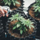 When growing weed, there are so many factors to consider. There’s temperature, moisture, humidity, and light. After the vegetative period, growers have to set a light schedule to help the plant grow and develop flowers. However, this isn’t the same for all types of weed. Autoflowering cannabis seeds produce plants that flower independently after 2-4 weeks of vegetative growth. As a grower, you don’t need to worry about a light schedule because the weed seeds are capable of initiating and maintaining their flowering phase. Some strains depend on a specific period of varying light and darkness. For instance, for them to shift from the vegetative to the flowering stage, they need 12 hours of light and 12 hours of darkness. With auto-flowering weed seeds, you don’t need all of that. This is why they are a rage these days, along with feminised seeds. This article will examine autoflowering seeds, their benefits, and if they’re worth the extra price. How Do Autoflowering Seeds Work? Plants that require light to flower are called photoperiod plants. Not only do they need light, but they can also flower under certain light conditions and during a certain photoperiod. This period is determined by the number of hours they spend in the light and the number of hours they spend in the dark. To flower these plants early and speed their growth, indoor growers tend to put them on a strict 12/12 photoperiod. That is, 12 hours in the light, 12 hours in complete darkness. Growing autoflowering seeds is a different ballgame. Breeders have genetically engineered these strains to be independent of light, ruling out the strict 12/12 light schedule. When the autoflowering plants reach a specific size, it automatically starts to flower. They are ready for harvest in ten weeks, and growers can immediately start another cultivation round, since flowering usually begins a mere two to four weeks after planting. The Benefits of Autoflowering Cannabis Seeds There are so many advantages to enjoy from autoflowering seeds. Aside from the fact that the rigid light schedule is off and harvest time comes quicker, here are some other benefits to watch out for: They are more resistant to temperature fluctuations and cold; It can be grown outdoors and indoors all year round; Crop harvest is timely and reliable; Less hassle and faster growing; The plant sizes are small, so it’s more manageable and encourages air circulation; You enjoy more harvest per season that you do with photoperiod plants; They are discreet to grow since they don’t get very tall; Autoflowering cannabis plants can tolerate all forms of light leaks, be it harsh cuff lights or low room lights; High resistance to changes in weather; They can better withstand pest and disease infestation than other varieties; They can also thrive in different types of soil, and are not overly demanding on nutrients; They offer higher levels of CBD; It is an excellent starter for beginners; It doesn’t cost a lot to grow autoflowering plants; They don’t need to be transported to a growing medium. The Disadvantages of Autoflowering Cannabis Seeds Nothing in life is perfect; we can say the same for autoflowering seeds. Despite their endless advantages, they have a few essential disadvantages: The harvest is often, but yields are small; The strains have lower THC content; Due to genetic engineering, they don’t provide good-quality clones; They proliferate and don’t have time to recover. How to Grow Autoflowering Cannabis Seeds? Although autoflowering plants are resilient, it doesn’t mean a grower should act carelessly with their seeds and pay little attention to it. Like every other plant, growing autoflowering seeds requires effort, attention, and patience. This is the only way to get quality results. As a grower, you want to begin by choosing indoor or outdoor planting; either is fine; it depends on your goals and preferences. You can plant indoors at any time of the year, provided there’s access to enough light for your plants. If you want to plant outdoors, it could be towards spring, when natural light is plentiful. Autoflowering seeds work independently and can provide their nutrients, so as a grower, you don’t have to supply nutrients in the form of fertilizers or manure to their growing medium. Flowers start growing in the first two or four weeks after planting, so there is no time nor need for replanting. Make sure you plant your seeds in a medium with enough space to accommodate them while growing conveniently. Ensure the medium also has enough drainage holes to transport sufficient oxygen. Conclusion Autoflowering seeds are amazing. They give growers a fresh perspective and an added advantage to growing cannabis at home. The cannabis industry is getting bigger, and people are looking for faster and more convenient ways by which growers can get the biggest yields in the shortest time possible. As more people begin to see the potential in autoflowering cannabis seeds, more research will be made, and better strains will be provided. As a new grower, you must try your hands on as many varieties as possible to gain experience and be better at cultivating your weed at home.