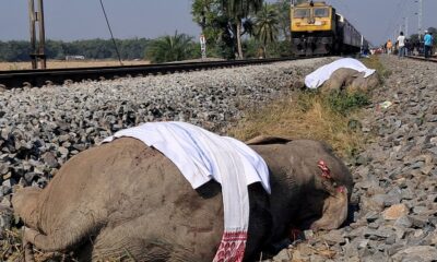 The elephants were hit at 2:17am. Pic: Reuters