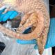 A frozen pangolin seized by the Metropolitan Police. Pic: FSA/PA