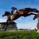 Glengouly heads for home at Cheltenham