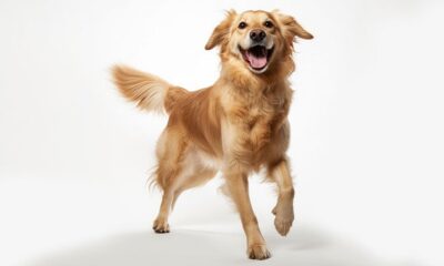 Idexx Stock Has Wall Street's Attention. Here's Why.