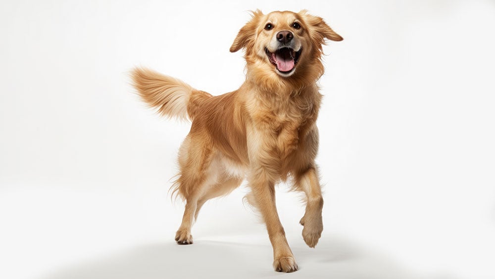 Idexx Stock Has Wall Street's Attention. Here's Why.