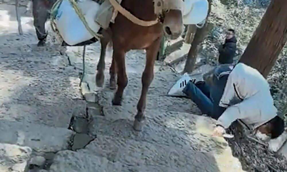 Shock moment clueless tourist staring at his phone is knocked down mountainside by mule carrying cargo up path