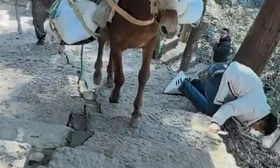 Shock moment clueless tourist staring at his phone is knocked down mountainside by mule carrying cargo up path
