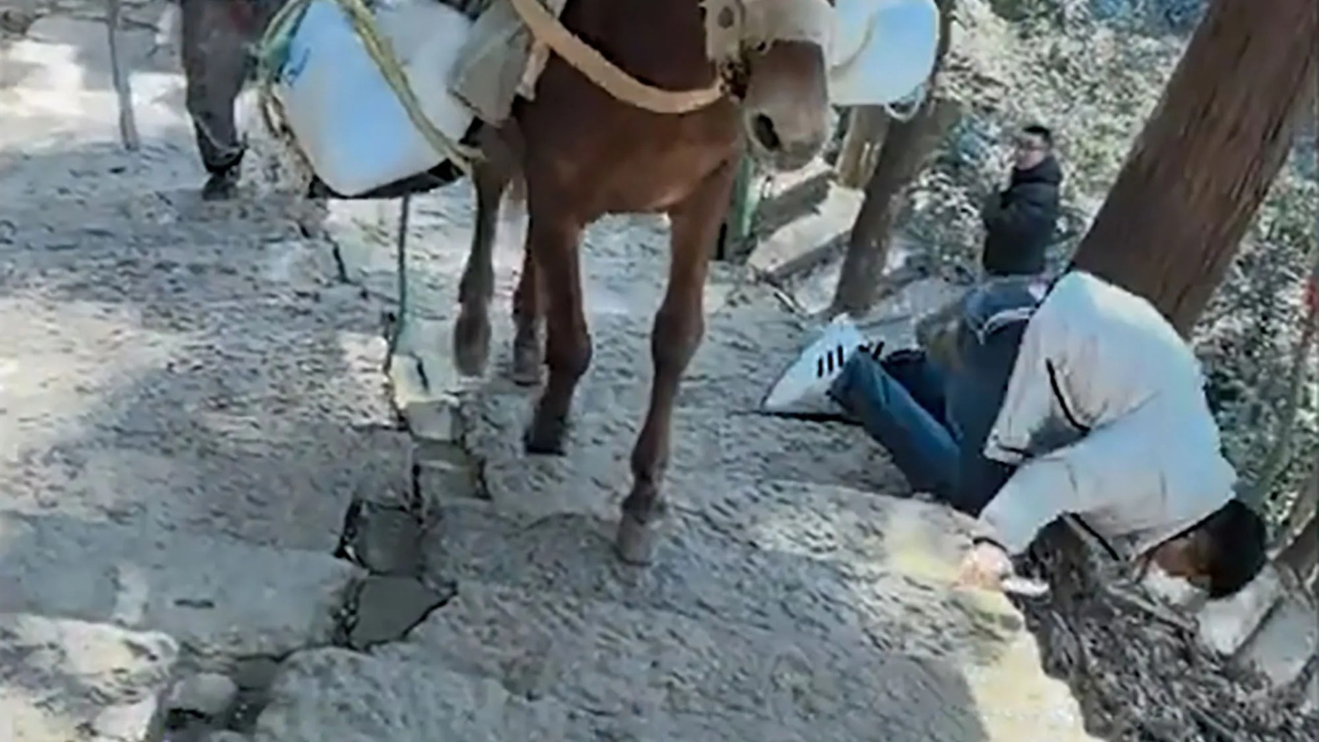 Shock moment clueless tourist staring at his phone is knocked down mountainside by mule carrying cargo up path