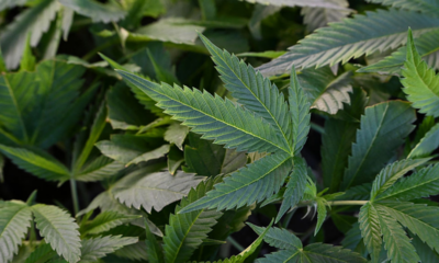 Trump again says he is weighing reclassification of marijuana as Schedule III drug