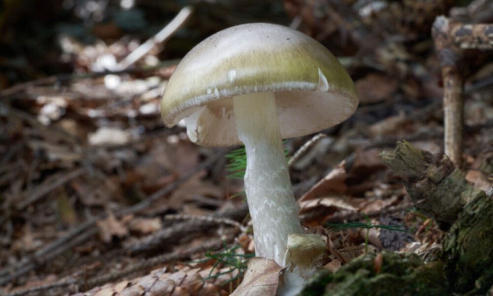California officials warn foragers after wild mushroom poisoning outbreak