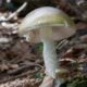 California officials warn foragers after wild mushroom poisoning outbreak
