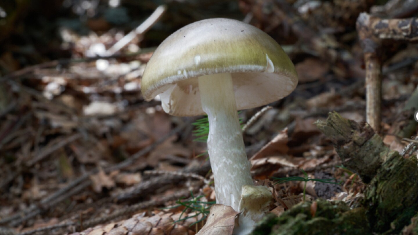 California officials warn foragers after wild mushroom poisoning outbreak