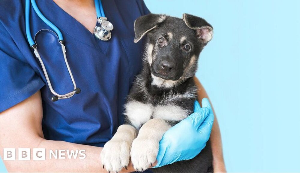 Vets under increasing pressure to make money for corporate owners, BBC told