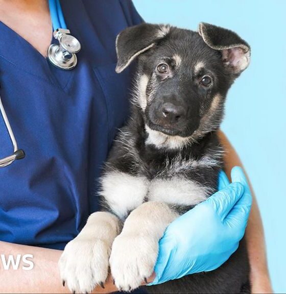 Vets under increasing pressure to make money for corporate owners, BBC told