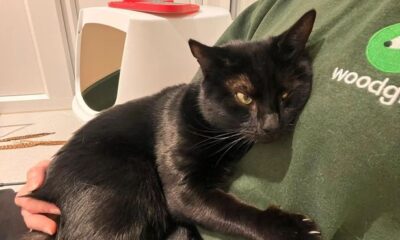 10 cats looking for their forever home in Cambridgeshire for 2026